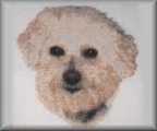 photo cross stitch Dog