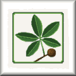cross stitch pattern Hickory leaf