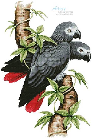african grey parrots cross stitch pattern birds make gift certificates online free