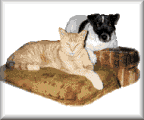 photo cross stitch Cat - Dog