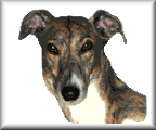 photo cross stitch Greyhound