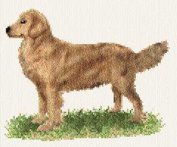 cross stitch pattern Golden Retriever