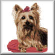 cross stitch pattern Rosie