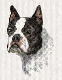 cross stitch pattern Boston Terrier