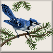 cross stitch pattern Bluejay