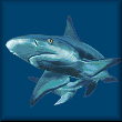 cross stitch pattern Shark