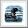 cross stitch pattern Canadian Loon