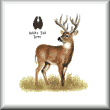 Cross stitch pattern white tail deer