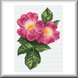 cross stitch pattern Wild Rose
