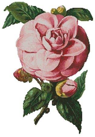 cross stitch pattern Camellia 6