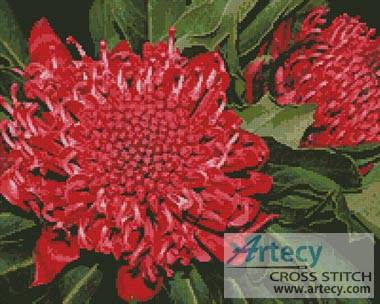 cross stitch pattern Waratah