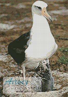 cross stitch pattern Albatross