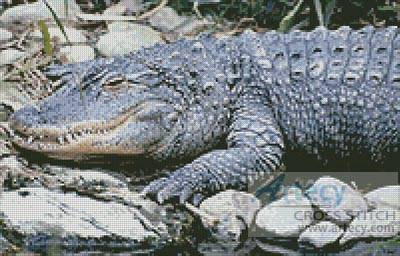 cross stitch pattern Alligator 1