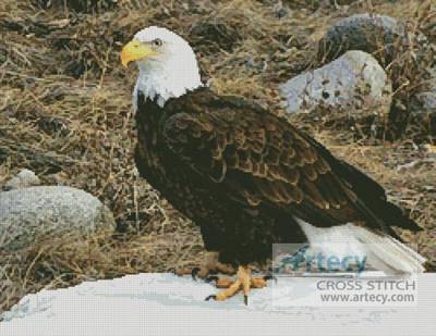 cross stitch pattern Bald Eagle Photo