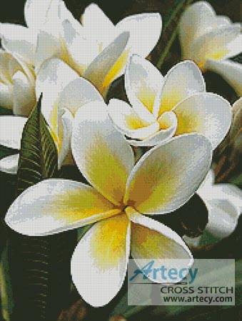 cross stitch pattern Frangipani 1