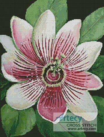 cross stitch pattern Passion Flower