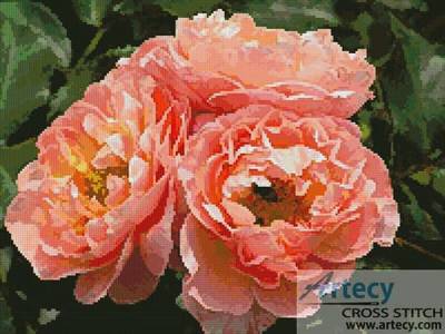 cross stitch pattern Apricot Roses