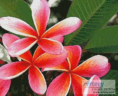 cross stitch pattern Pink Frangipanis