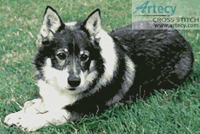 cross stitch pattern Swedish Vallhund