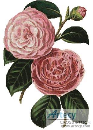 cross stitch pattern Camellias 5
