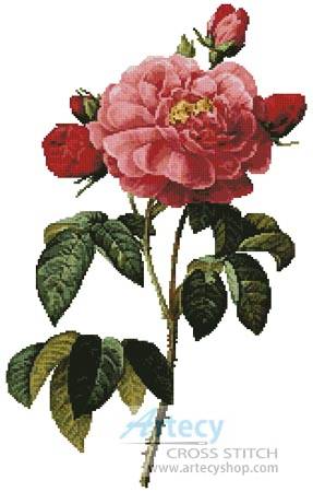 cross stitch pattern Rosa la Duchesse D'Orleans