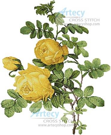 cross stitch pattern Rosa Sulfurea
