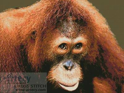 cross stitch pattern Orangutan