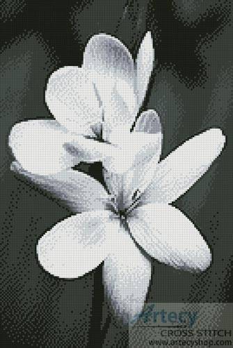 cross stitch pattern Black and White Frangipani