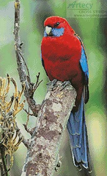 cross stitch pattern Crimson Rosella Photo