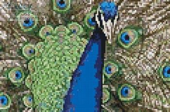 cross stitch pattern Mini Peacock 2