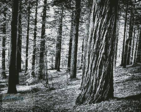 cross stitch pattern Black and White Forest