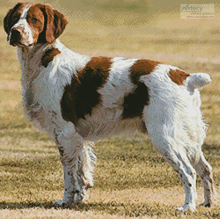 cross stitch pattern Brittany Spaniel