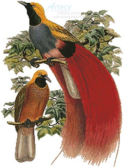cross stitch pattern Grey Chested Bird of Paradise