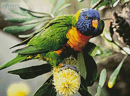 cross stitch pattern Rainbow Lorikeet