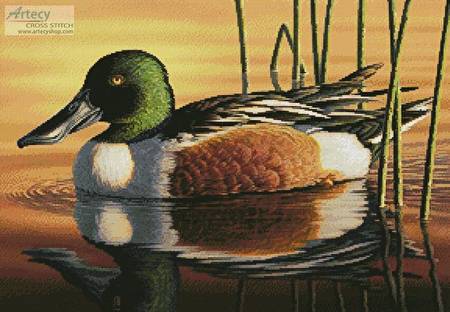 cross stitch pattern Northern Shoveler