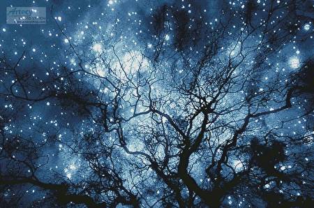 cross stitch pattern Tree Silhouette against Starry Night(LG)
