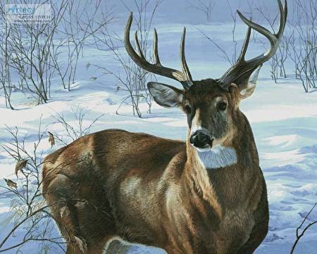 cross stitch pattern Whitetail Buck (Large)