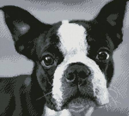 cross stitch pattern Boston Terrier Close Up