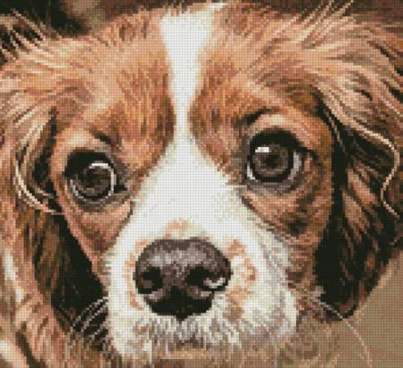 cross stitch pattern Cavalier King Charles