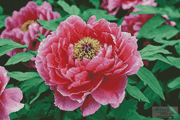 cross stitch pattern Peony