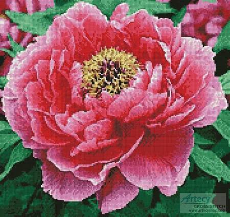 cross stitch pattern Peony (Crop)