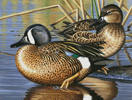 cross stitch pattern Blue Winged Teal Ducks
