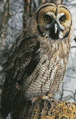 cross stitch pattern Owl Photo (Crop)