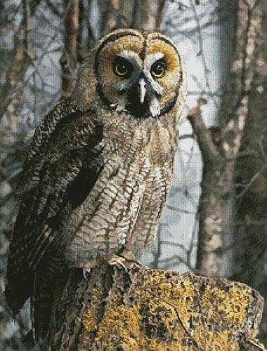 cross stitch pattern Owl Photo