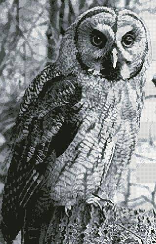 cross stitch pattern Owl Photo Black and White (Crop)