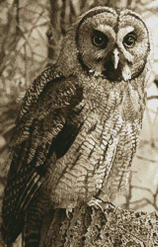 cross stitch pattern Owl Photo Sepia (Crop)