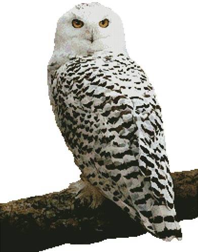 cross stitch pattern Snowy Owl (No Background)