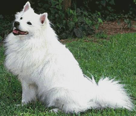 cross stitch pattern American Eskimo Dog 1