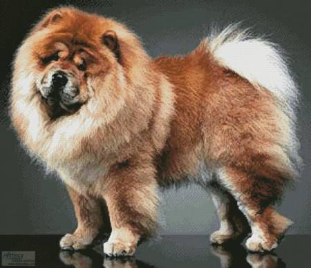 cross stitch pattern Chow Chow