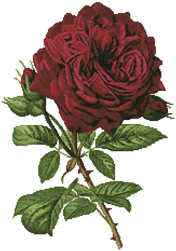 cross stitch pattern Duchesse De Dino Rose